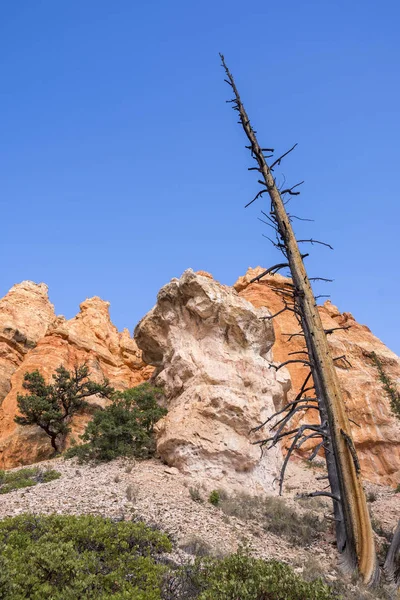 Stromy Ptáci Bryce Canyon Spojených Státech Amerických — Stock fotografie
