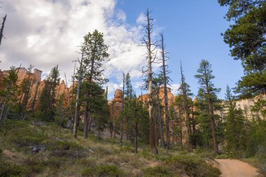 Ağaçlarda bryce canyon, Amerika Birleşik Devletleri