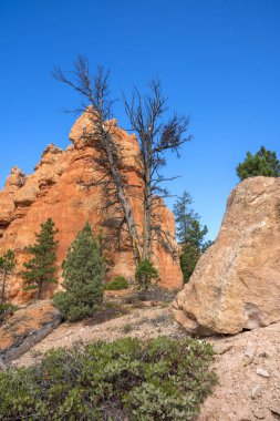 Ağaçlarda bryce canyon, Amerika Birleşik Devletleri