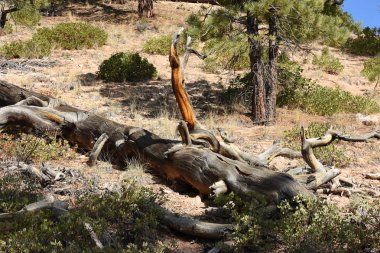 Ağaçlarda bryce canyon, Amerika Birleşik Devletleri