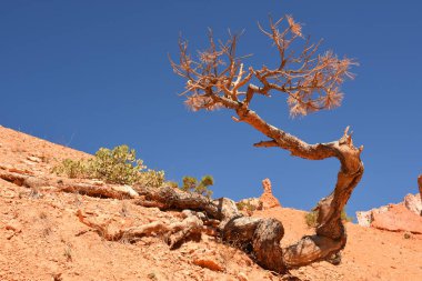 Ağaçlarda bryce canyon, Amerika Birleşik Devletleri