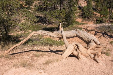 Ağaçlarda bryce canyon, Amerika Birleşik Devletleri