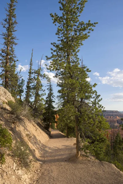 Pohon Pohon Bryce Canyon Amerika Serikat — Stok Foto