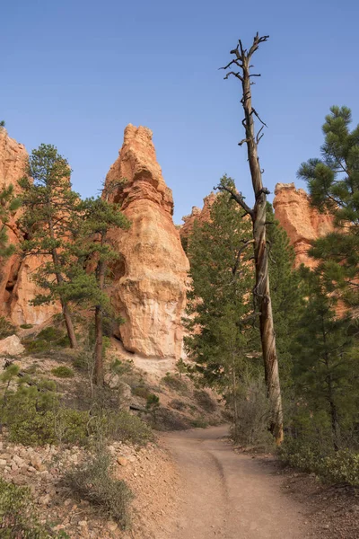 Bomen Bryce Canyon Verenigde Staten Van Amerika — Stockfoto