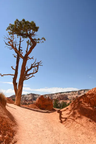 Trees Bryce Canyon United States America — Stock Photo, Image