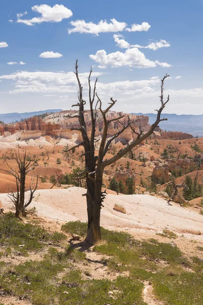 Fák Bryce Canyon Amerikai Egyesült Államok — Stock Fotó