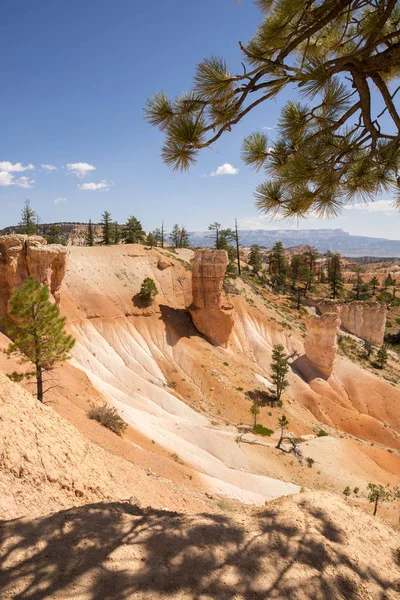 Arbres Dans Canyon Bryce Dans Les États Unis Amérique — Photo