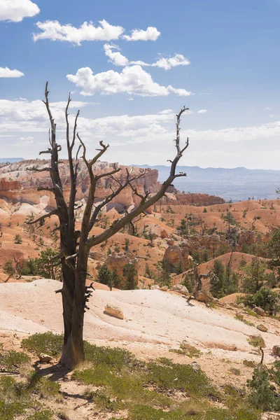 Árboles Cañón Bryce Los Estados Unidos América — Foto de Stock