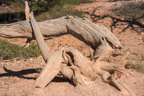 Trees Bryce Canyon United States America — Stock Photo, Image