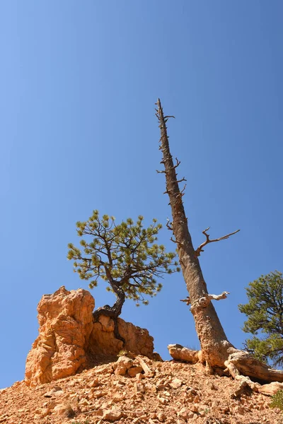 Дерева Бриджому Каньйоні Єднаних Штатах Америки — стокове фото