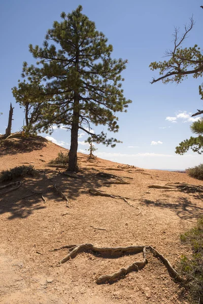 Δέντρα Bryce Canyon Στην Των Ηνωμένων Πολιτειών Της Αμερικής — Φωτογραφία Αρχείου