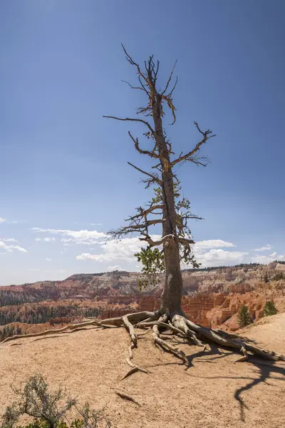 Trees Bryce Canyon United States America — Stock Photo, Image