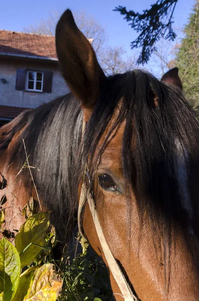 Cavalo Prado Planalto Praglia Ligúria Itália — Fotografia de Stock