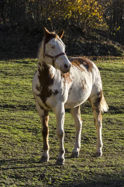 Cheval Sur Pré Dans Plateau Praglia Ligurie Italie — Photo