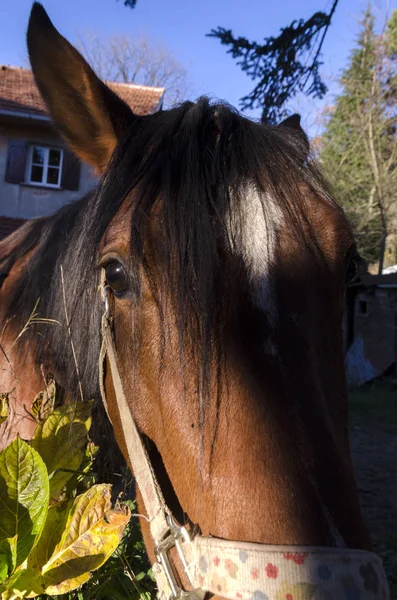 Cheval Sur Pré Dans Plateau Praglia Ligurie Italie — Photo