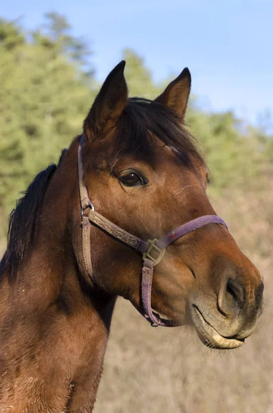 イタリアのリグーリア州 Praglia 高原の草原に馬 — ストック写真
