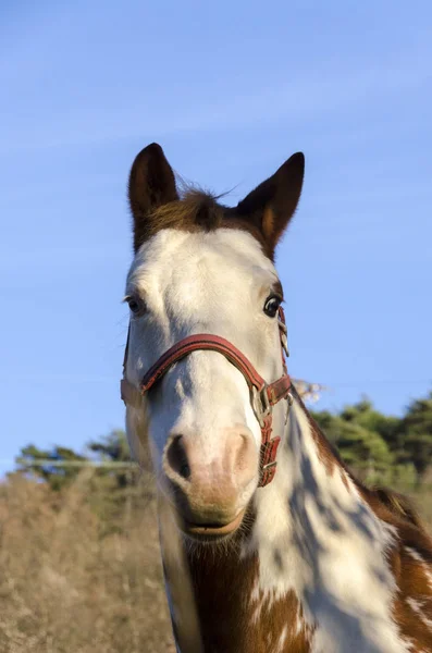 Caballo Prado Meseta Praglia Liguria Italia — Foto de Stock