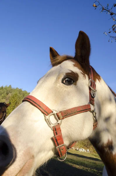 Paard Een Weide Praglia Plateau Ligurië Italië — Stockfoto