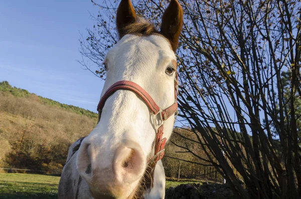 Cavalo Prado Planalto Praglia Ligúria Itália — Fotografia de Stock