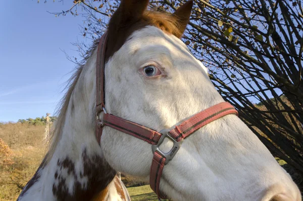 Cheval Sur Pré Dans Plateau Praglia Ligurie Italie — Photo