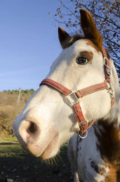 Pferd Auf Einer Weide Praglia Plateau Ligurien Italien — Stockfoto