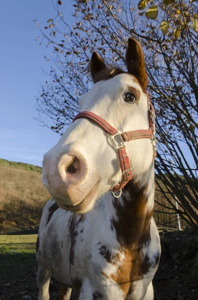 Caballo Prado Meseta Praglia Liguria Italia — Foto de Stock