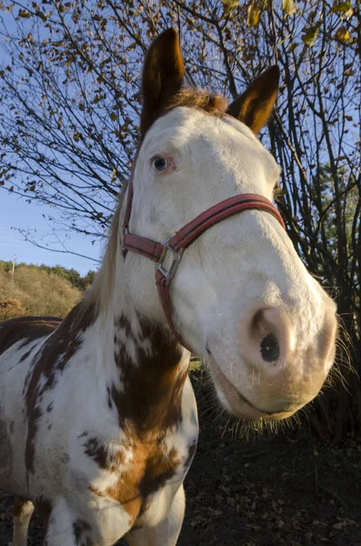 Cheval Sur Pré Dans Plateau Praglia Ligurie Italie — Photo