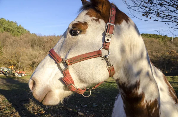 Paard Een Weide Praglia Plateau Ligurië Italië — Stockfoto