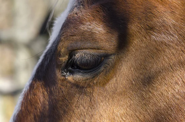 Horse Meadow Praglia Plateau Liguria Italy — Stock Photo, Image