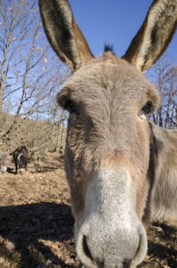 eşek Praglia Yaylası İtalya Liguria bir çayır üzerinde