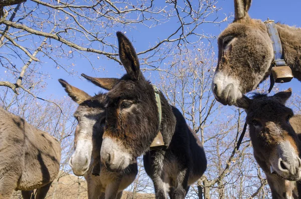 Donkey Meadow Praglia Plateau Liguria Italy — Stock Photo, Image