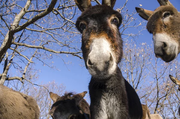 Donkey Meadow Praglia Plateau Liguria Italy — Stock Photo, Image