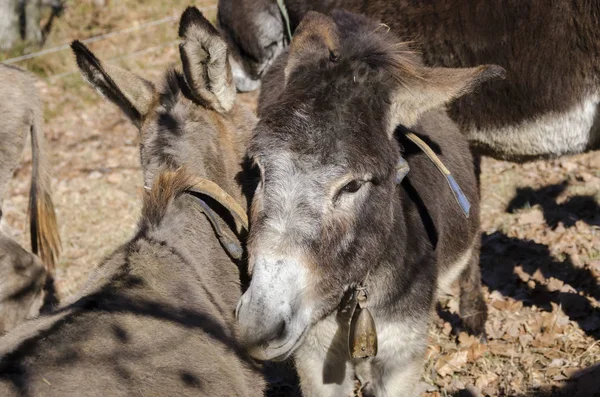 Eşek Praglia Yaylası Talya Liguria Bir Çayır Üzerinde — Stok fotoğraf