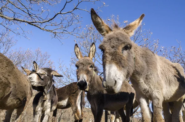 Donkey Meadow Praglia Plateau Liguria Italy — Stock Photo, Image