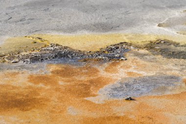 Siyah kum havzasında Yellowstone Milli Parkı'nda Wyoming Şofben