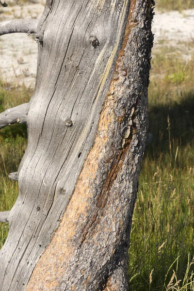 Rough Smooth Trunk Detail Tree Yellowstone National Park Wyoming — Stock Photo, Image