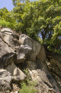 Orman ve şelale California'daki Yosemite Milli Parkı '