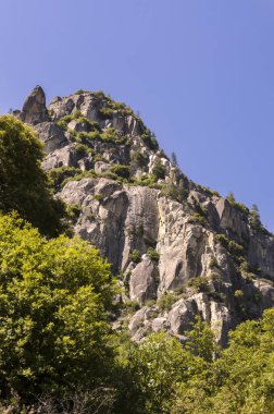 Orman ve şelale California'daki Yosemite Milli Parkı '