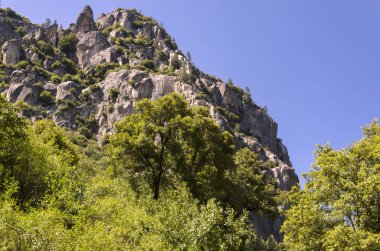 Orman ve şelale California'daki Yosemite Milli Parkı '