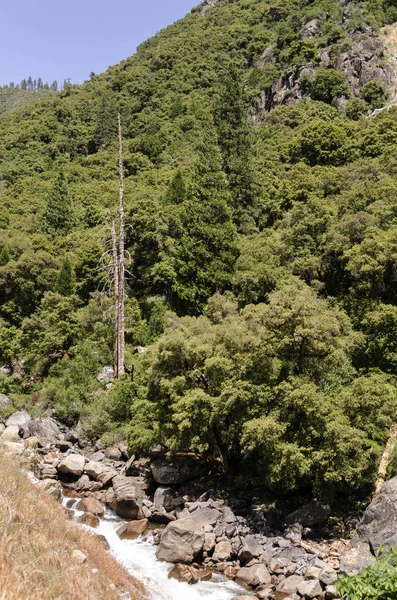 加州约塞米蒂国家公园的森林和瀑布 — 图库照片