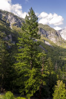 Orman ve şelale California'daki Yosemite Milli Parkı '