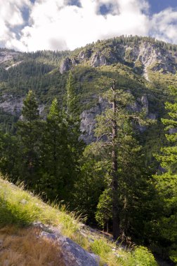 Orman ve şelale California'daki Yosemite Milli Parkı '