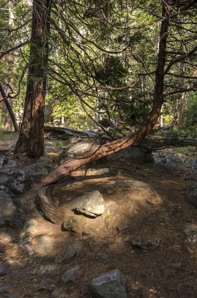 Floresta Cachoeira Parque Nacional Yosemite Califórnia — Fotografia de Stock