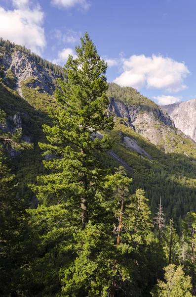 Bosque Cascada Parque Nacional Yosemite California — Foto de Stock