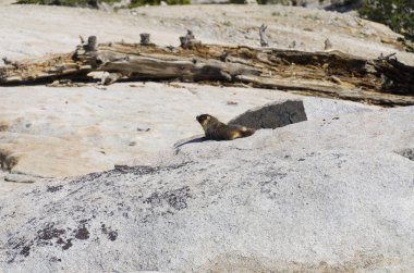 Dağ sıçanı California'daki Yosemite Milli Parkı '
