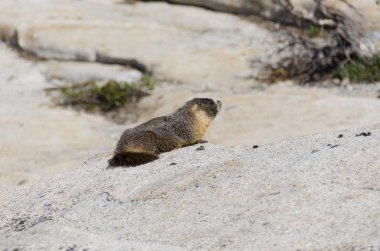 Dağ sıçanı California'daki Yosemite Milli Parkı '