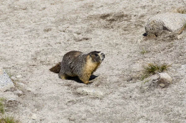 Marmota Parque Nacional Yosemite California — Foto de Stock