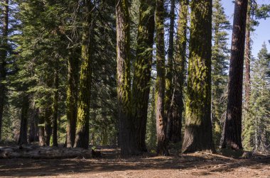 kayalar ve ağaçlar California'daki Yosemite Milli Parkı '