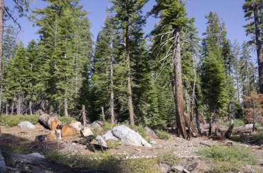 kayalar ve ağaçlar California'daki Yosemite Milli Parkı '