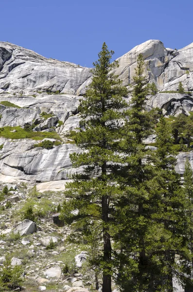 Skał Drzew Parku Narodowym Yosemite Kalifornii — Zdjęcie stockowe